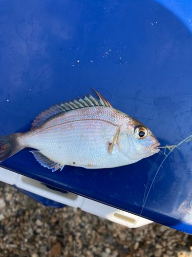 チャリコの釣果