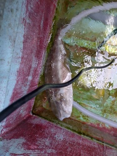ウスバハギの釣果