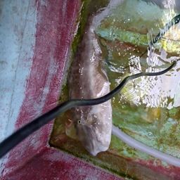 ウスバハギ