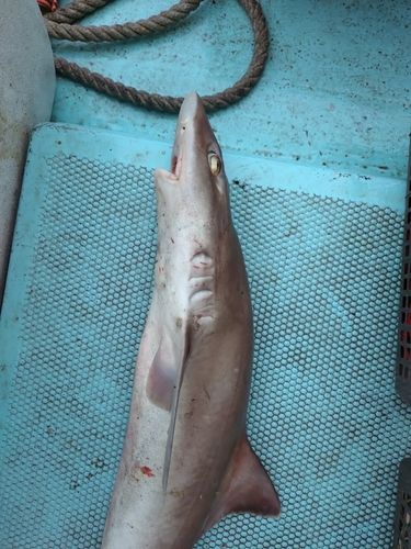 ホシザメの釣果