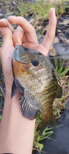 ブルーギルの釣果