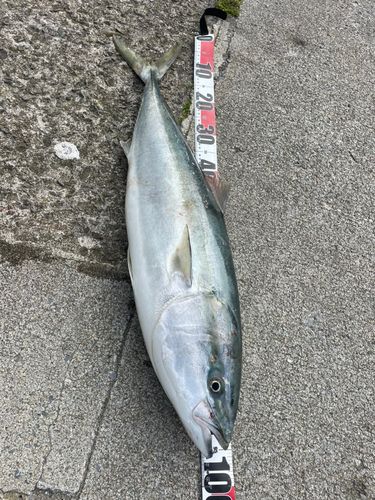 ブリの釣果