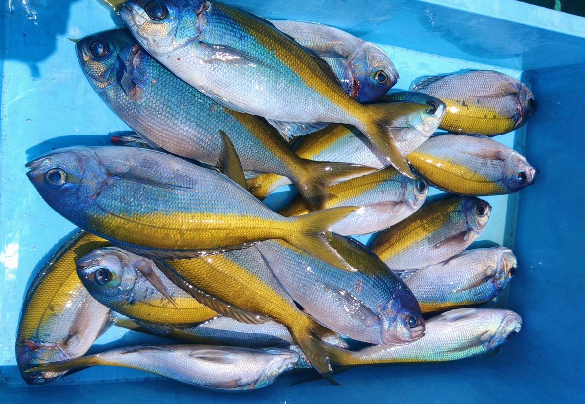 masayuki04061128さんの釣果 1枚目の画像