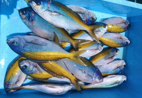 ウメイロの釣果