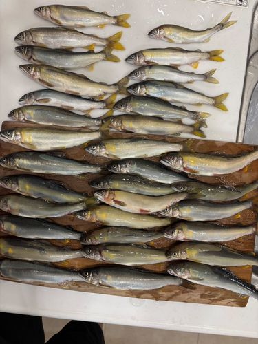 アユの釣果