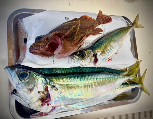 サバの釣果