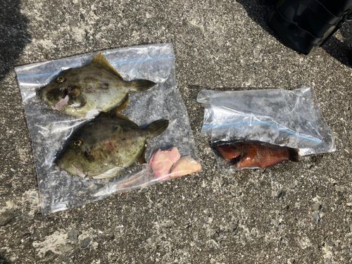 カワハギの釣果