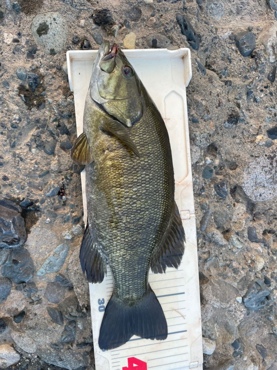 スモールマウスバス