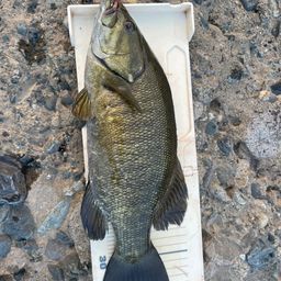 スモールマウスバス