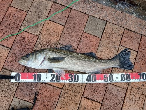 セイゴ（マルスズキ）の釣果