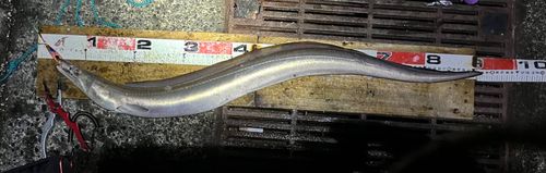 ハモの釣果