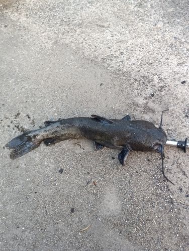 アメリカナマズの釣果