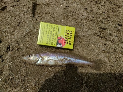 シロギスの釣果