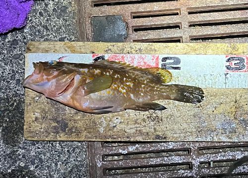 アコウの釣果