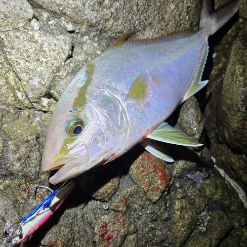 ショゴの釣果