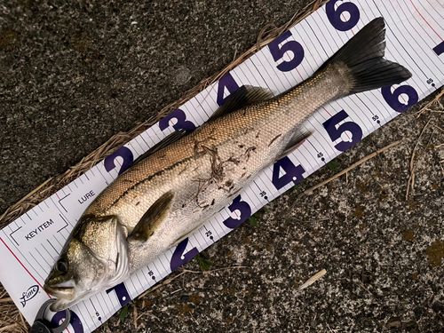 シーバスの釣果