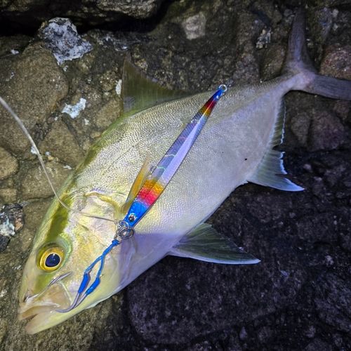 ショゴの釣果