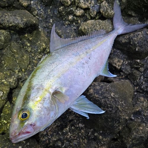 ショゴの釣果