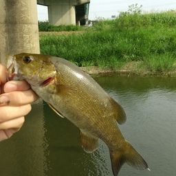 スモールマウスバス