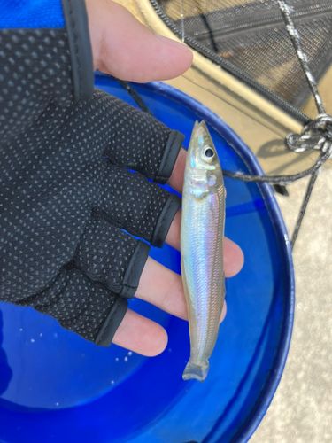 シロギスの釣果