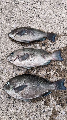 クロメジナの釣果