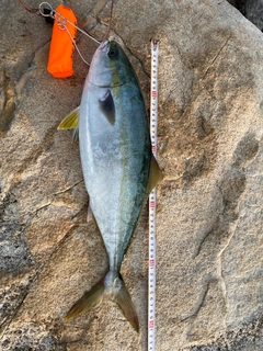 ヤズの釣果
