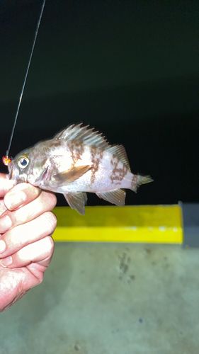 メバルの釣果
