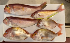 アマダイの釣果