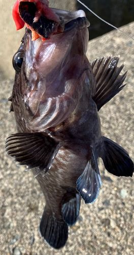 ソイの釣果