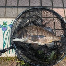 クロダイ