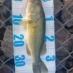 ラージマウスバス