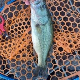 ラージマウスバス