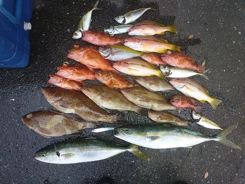 オオモンハタの釣果