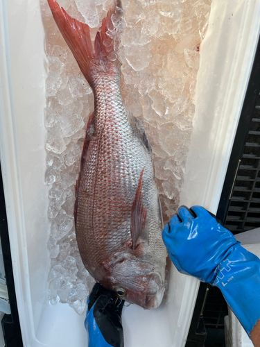 タイの釣果