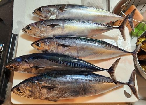 マルソウダの釣果