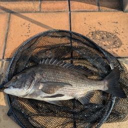 クロダイ