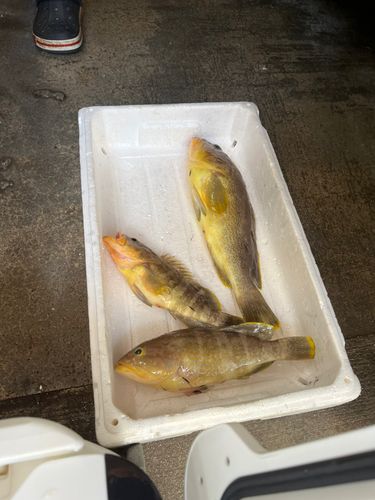 アオハタの釣果