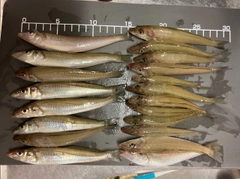キスの釣果