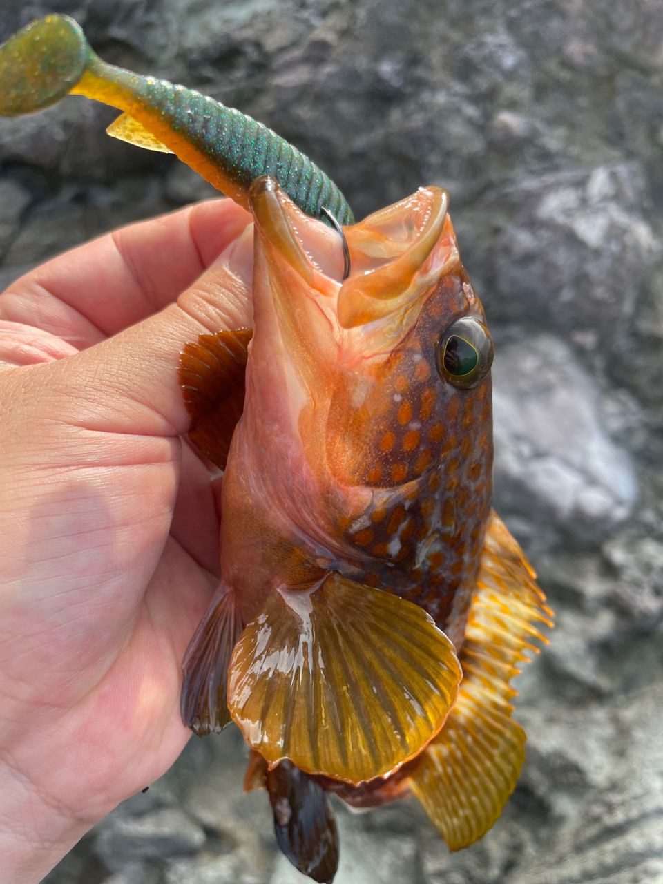 マゴチ