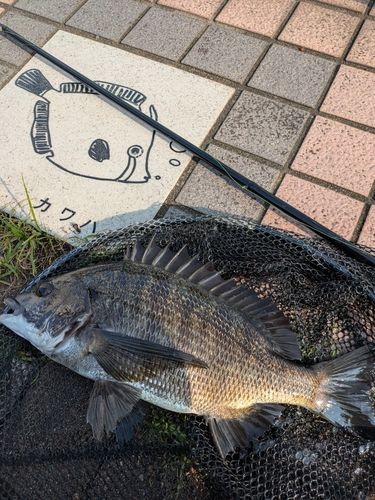 クロダイの釣果