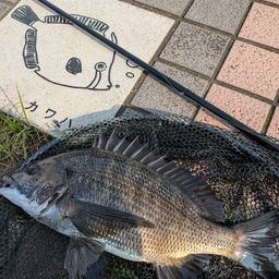 クロダイ