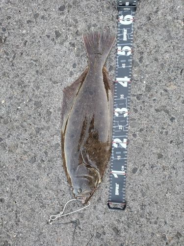 ヒラメの釣果