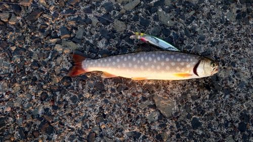 アメマスの釣果