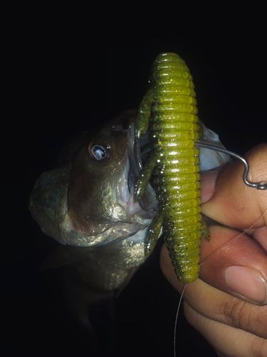 ラージマウスバスの釣果