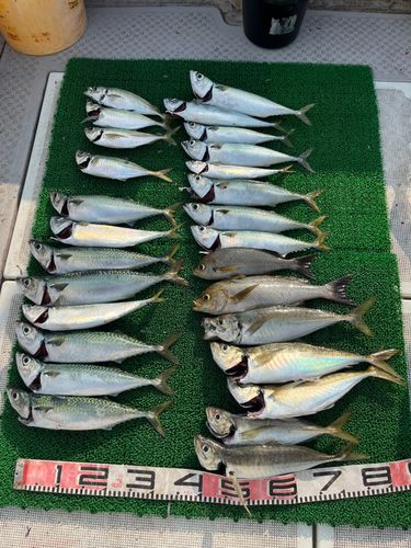アジの釣果