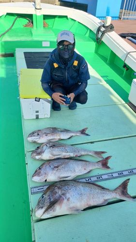 タイの釣果