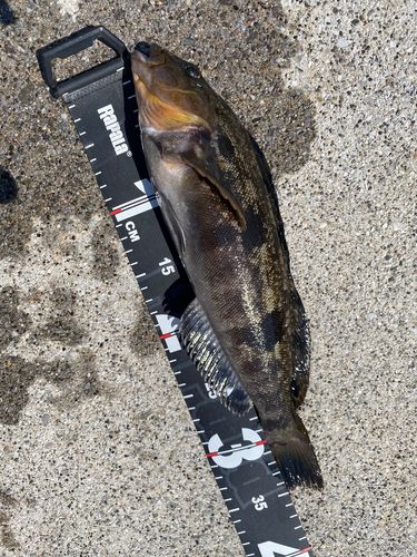 アイナメの釣果