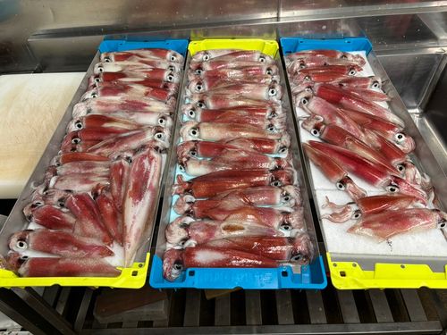 ヤリイカの釣果