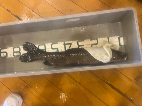 アオウオの釣果