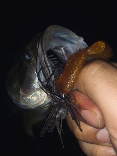 ラージマウスバスの釣果